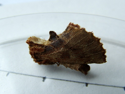 Coxcomb Prominent